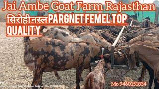 ##||Sirohi breed female top quality##सिरोही नस्ल की बकरियां यहां से खरीदेJai Ambe Goat farm Rajsthan