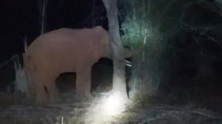 मैनपाट मे घूम रहे रात को हाथी 🦣🦣🦣ग्रामीण हुए परेशान 2024
