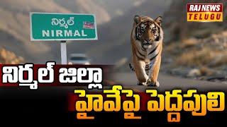 నిర్మల్ జిల్లా హైవేపై పెద్దపులి |  Nirmal District | Raj News Telugu