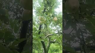 मनाली में सेब के बाग नज़ारा।