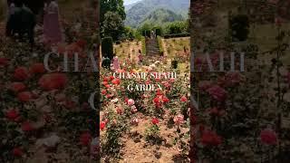chasmeshahi garden | srinagar | kashmir trip