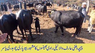 Chichawatani Arifwala NiliRavi Buffaloe cattle market dongi mandi kotli mirpur | Nili Ravi Buffaloes