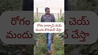 9052091618 పలమనేరు డీలర్ మీ పంట వాట్సాప్ చేస్తే ఎరువులు కొరియర్ చేస్తా