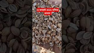 Today dhaniya bajar| 8 जनवरी 2025 रामगंजमंडी धनिया बाजार|