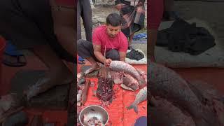 Amazing Big Ruhi Fish Super First Cutting