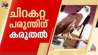 സ്നേഹത്തിന് മേൽ പരുന്തും പറക്കില്ല!; ചിറകറ്റ പരുന്തിന് കരുത്തലേകി കോന്നി വനംവകുപ്പ് ഉദ്യോഗസ്ഥർ|Eagle