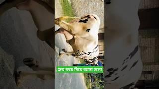 আভা ডেইরি ফার্ম।মথুরাপুর, চাটমোহর,পাবনা।