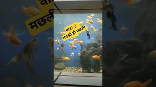 मछली ही मछली | ओरमांझी रांची