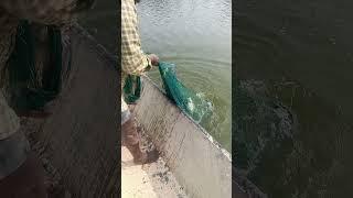 కైకలూరు ట్యాంకు పట్టుబడి  🐬🐠🐋#fishing ఎన్నో రకాల ఫిష్