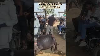 gadarwara pashu Mandi se 27 10 24 ka video