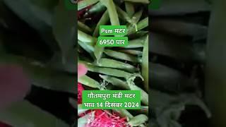 गौतमपुरा मंडी मटर भाव 14 दिसंबर 2024