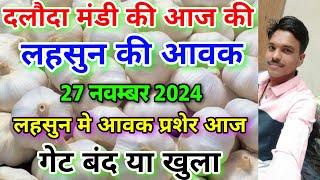 दलौदा मंडी आज की लहसुन की आवक 26 नवम्बर 2024 |garlic arrival today daloda