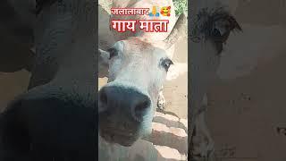 गाय माता  जलालाबाद🙏🥰😍