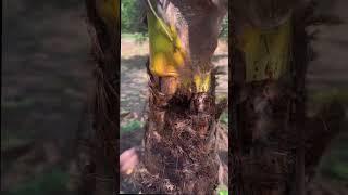 Red palm Weevil in coconut!Explained