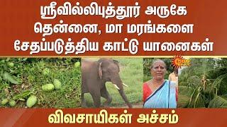 Srivilliputhur | Wild Elephants | Damage | Coconut | Mango trees | Farmers fear | Tamil Nadu