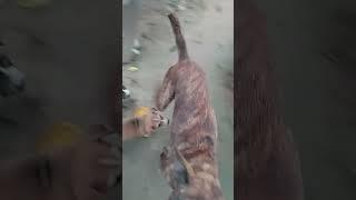 #देसी कुत्ता ब्यूटीफुल कुत्ते की सहायता कीजिए।#Desi Dog Please Help  03/012025/06:25amDog.