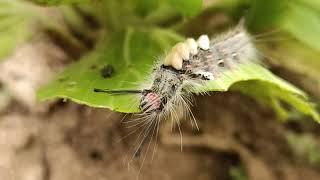 The White Marked Tussock Moth Caterpillar| ડાંગ| Amit Rana 🌱