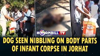 DOG SEEN NIBBLING ON BODY PARTS OF INFANT CORPSE IN JORHAT