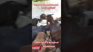 ₹10,000 सिरोही बकरियां #How to #start #goat #farming AskGoatFarmPvtLtdRajasthan