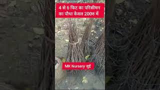 परिसीमन खरीदें सबसे कम कीमत में MK Nursery जुई भिवानी हरियाणा से 🌱