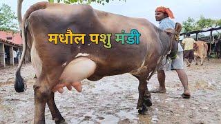 मधौल पशु मंडी (महुआ,जिला वैशाली बिहार)#cow market video