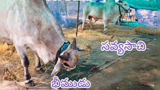 గురజాల జూనియర్స్ విభాగని కి ssr bulls సుంకి సురేందరెడ్డి రెడ్డి గారు Asp సార్