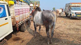 बैलगाङी दौड खार कलां।देवा बैल। वर्धन पटेल सारंगपुर। gaon ki Race। village cow।