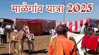 माळेगाव येथील घोडे मार्केट 2025 ता. लोहा जिल्हा नांदेड..