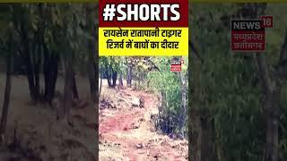 Tiger Shorts : रायसेन रातापानी टाइगर रिजर्व में बाघों का दीदार |