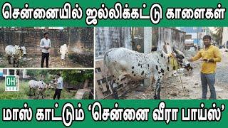 Jallikattu Kaalai Chennai | சென்னை ஜல்லிக்கட்டு காளைகள்