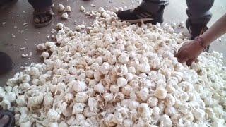 लहसुन होगी महंगी कुक्षी मंडी भाव देखे || kukshi mandi bhav || garlic rate today