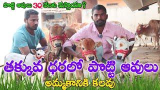 Miniature & Punganur Cows sale | 9346093106 |ఈ ఆవులు 30 వేలకు వస్తాయా? ఖర్చు ఎంత నెలకి? | CBNews