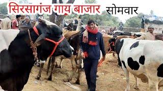 6 जनवारी 2025 सिरसागंज गाय बाजार | Sirsaganj Pashu Mandi | HF sahiwal Jersey cow market | cow market