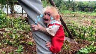 Baby monkey Moon cried and ran to find his father