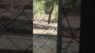 Deer in Vandaloor Zoo | Vandalur Zoo|Chennai Arignar Anna Zoological Park|rukshanakitchen007