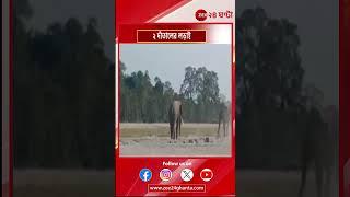 Jalpaiguri Elephant Fight | জলপাইগুড়ির মাল ব্লকে ২ দাঁতাল হাতির রুদ্ধশ্বাস লড়াই | Zee 24 Ghanta