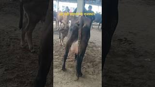 शाहीवाल गाय हनुमानगढ़ राजस्थान