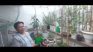 Gardening in South Delhi || Limited Space Kitchen Gardening Activities || Rooftop Bagwani in Delhi