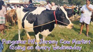 Best price Hf Jersey cow market in Punganur