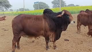 #साहीवाल #देसी #गौवंश  #breeding #farm - मोनू सांगवान , जुई,#bhiwani (#haryana )