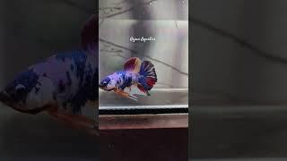 Sale Fancy Blue koi HMPK Plakat