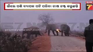 Elephant Terror|କରଞ୍ଜିଆ ରେଞ୍ଜରୁ  ଆସିଛନ୍ତି ୧୭ ଟିକିଆ ହାତୀ ପଲ,ପନି ପରିବା ଚାଷ ନଷ୍ଟ କରୁଛନ୍ତି |PrameyaNews7