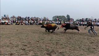 जवार नगर तुपा येथील एक नंबर ची टक्कर ( वसमत बॉस & वसमत सोन्या )