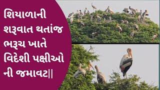 Karjan News_શિયાળાની શરૂવાત થતાંજ ભરૂચ ખાતે વિદેશી પક્ષીઓ ની જમાવટ!!