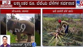 Wild Elephant Menace At Hassan | ಹಾಸನ ಜಿಲ್ಲೆಯ ಮಲೆನಾಡು ಭಾಗದಲ್ಲಿ ಕಾಡಾನೆ ಹಾವಳಿ