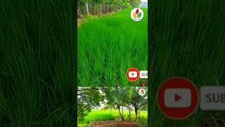 தார்ஸ் வீட்டுடன் தோட்டம் விற்பனைக்கு: 9080539170 | agricultureland for sale in erode |