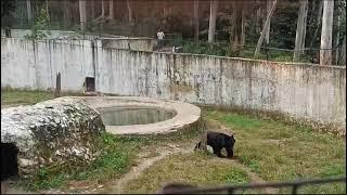 black bear at wildlife Sanctuary renuka sirmour