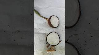 coconut flower cutting || தேங்காய் பூ வெட்டுதல்🔥