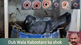 #pigeon  Dubwala kabootaro ka shok शाहपुर BORDER J&K Date 11/11/2024