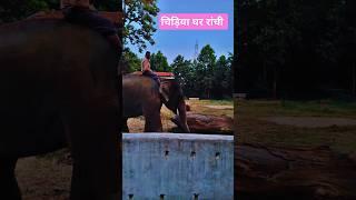 ओरमांझी भगवान बिरसा मुंडा जैविक उद्यान रांची Animal love 💕 # viral